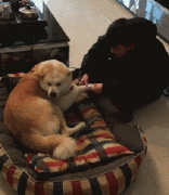 和狗狗說話恰恰說明你很聰明！