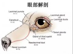 狗狗眼里常含淚水，是為愛感動嗎？