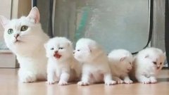 貓咪一生要經歷的六個階段，你家貓處于哪個時期？